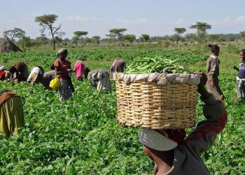 Stakeholders Advocate for Bio-Organic Agriculture to Enhance Food Security