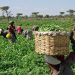 Stakeholders Advocate for Bio-Organic Agriculture to Enhance Food Security