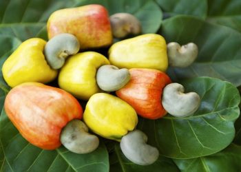 Unlocking the Potentials of Cashew Nuts Value Chain in Kogi State