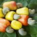 Unlocking the Potentials of Cashew Nuts Value Chain in Kogi State