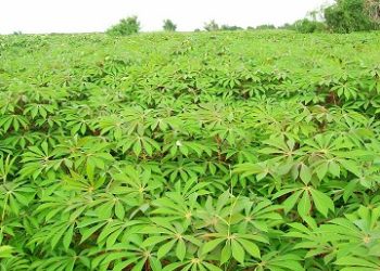 RMRDC set to partner Enugu State on enhancing Cassava Production and Processing