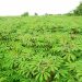 RMRDC set to partner Enugu State on enhancing Cassava Production and Processing