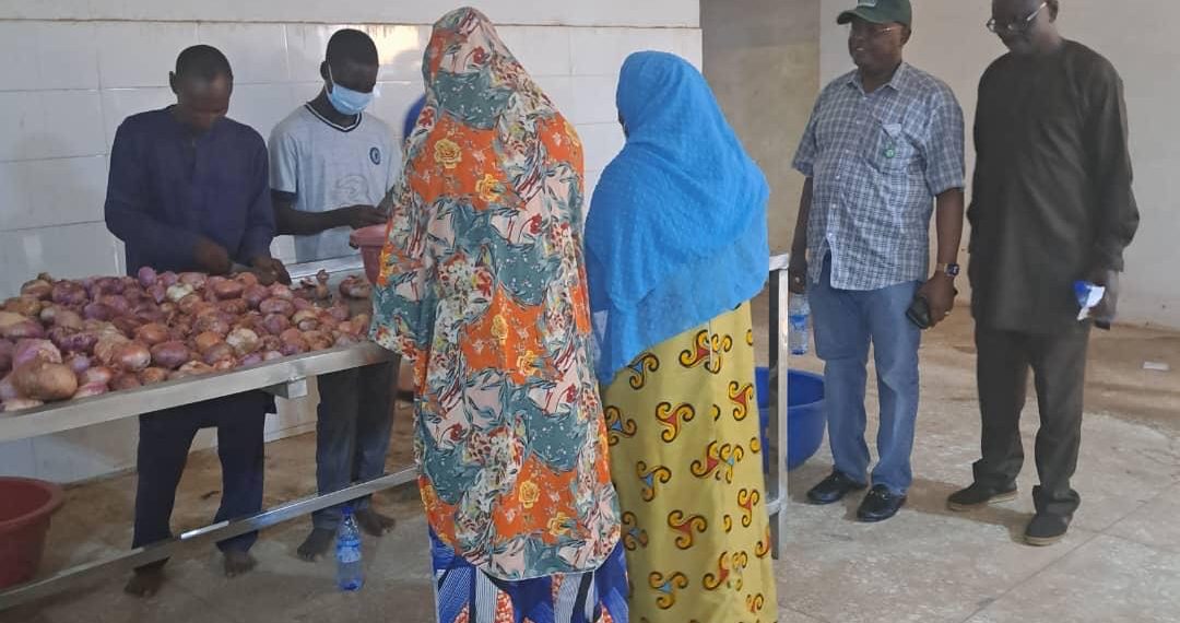 Lack of Modern Storage Facility, Bane to Onion Processing in Nigeria