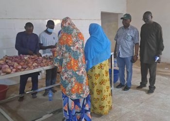 Lack of Modern Storage Facility, Bane to Onion Processing in Nigeria