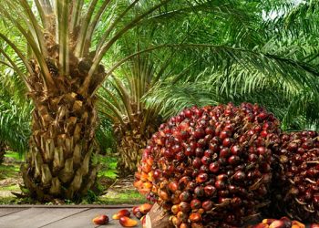 RMRDC, NPPAN Committed to Revamp the Oil Palm Sub-sector in Nigeria