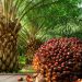 RMRDC, NPPAN Committed to Revamp the Oil Palm Sub-sector in Nigeria