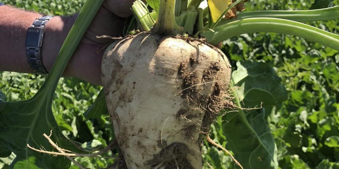 RMRDC Sugar Beet Plant: Potential for Job Creation in Niger State