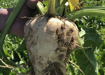 RMRDC Sugar Beet Plant: Potential for Job Creation in Niger State