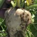 RMRDC Sugar Beet Plant: Potential for Job Creation in Niger State