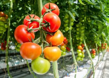 Rivers State to Boost Tomato and Pepper Production with Greenhouse Farming Initiative