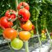 Rivers State to Boost Tomato and Pepper Production with Greenhouse Farming Initiative