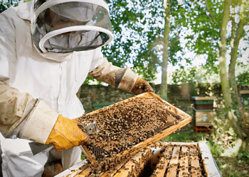 Bee Keeping