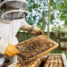 Bee Keeping