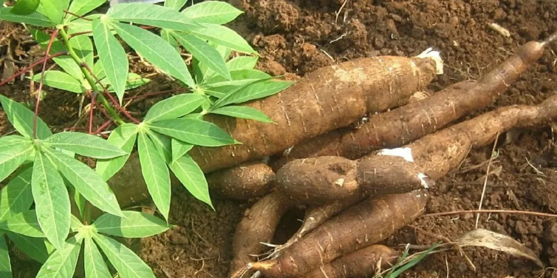 RMRDC set to partner Enugu State on enhancing Cassava Production and Processing