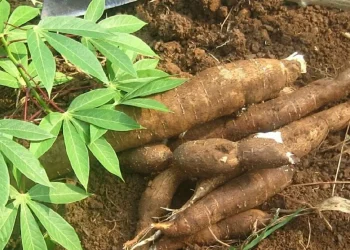 RMRDC set to partner Enugu State on enhancing Cassava Production and Processing