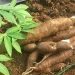 RMRDC set to partner Enugu State on enhancing Cassava Production and Processing