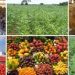 Unveiling Raw Materials Potentials Of Ebonyi State