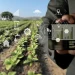 Big Data Analytics and Internet of Things (IoT) in Smart Agriculture: RMRDC Efforts