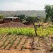 Prioritizing Food Security: Experts Calls for Urgent Action to Boost Nigeria’s Agricultural Productivity