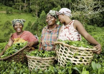 How Agricultural Produce Aggregators-for-Export Frustrate Nigeria’s Industrial Development