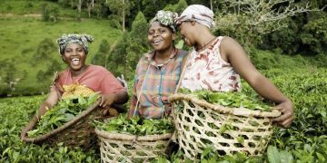 How Agricultural Produce Aggregators-for-Export Frustrate Nigeria’s Industrial Development