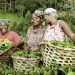How Agricultural Produce Aggregators-for-Export Frustrate Nigeria’s Industrial Development