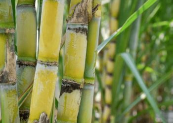 Unlocking The Potential Of Sugarcane Production in Nigeria: From Raw Materials to Market Value Chains And Economic Value Addition