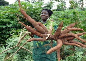 Harnessing the Power of Nigeria’s Cassava Industry For A Brighter Future