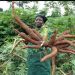 Harnessing the Power of Nigeria’s Cassava Industry For A Brighter Future