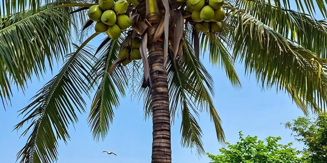 Economic Potential of Coconut Production in Imo State