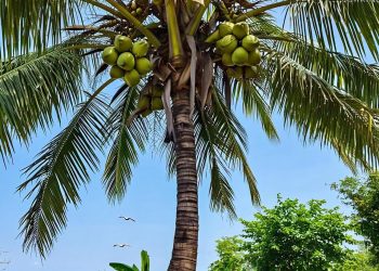 Economic Potential of Coconut Production in Imo State