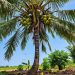 Economic Potential of Coconut Production in Imo State