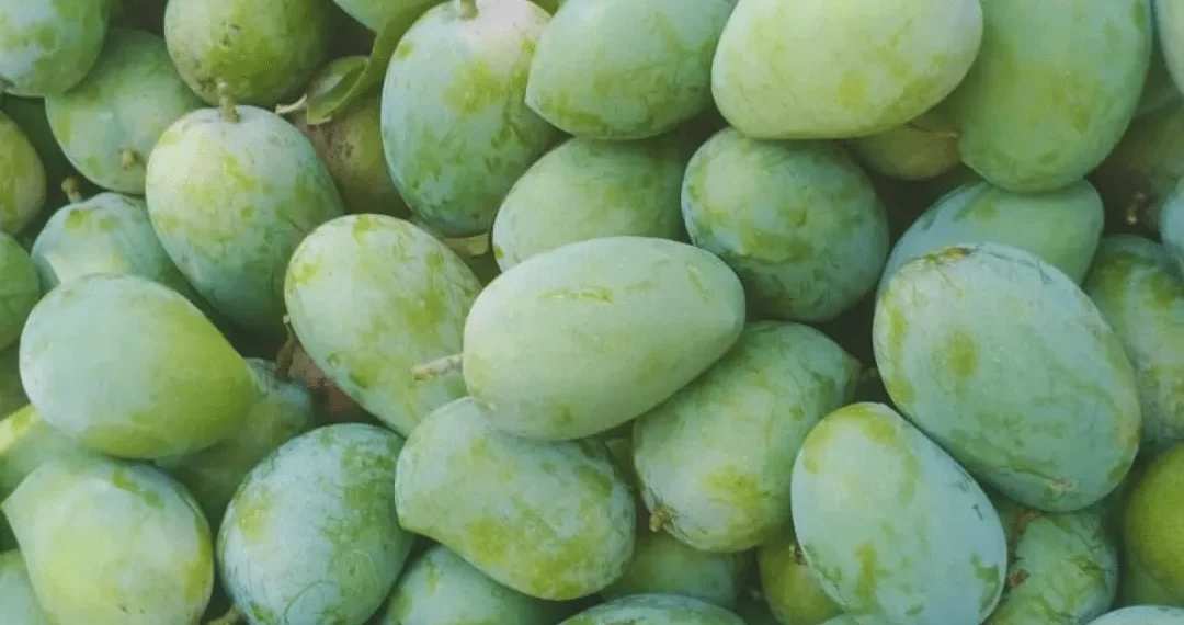 German Mango Season in Anambra State: Unlocking the Potential for Year-Round Production