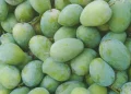 German Mango Season in Anambra State: Unlocking the Potential for Year-Round Production