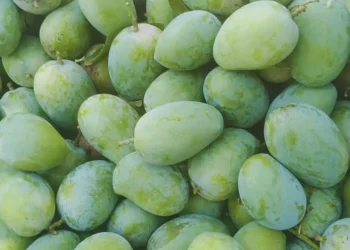 German Mango Season in Anambra State: Unlocking the Potential for Year-Round Production
