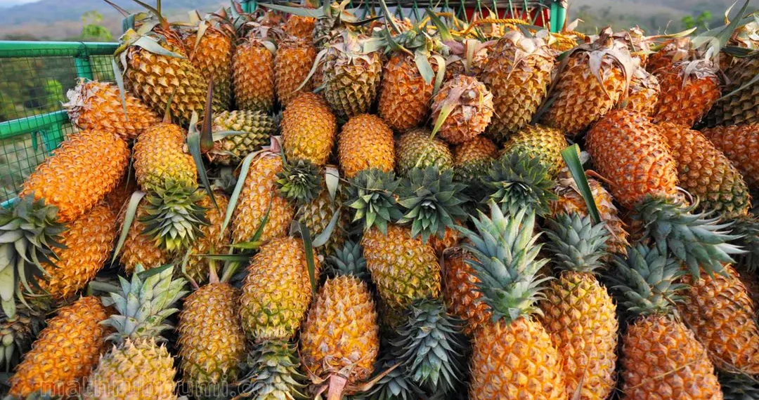 Unlocking the Economic Potential of Pineapple Farming In Umuapu Ohaji Egbema, Imo State