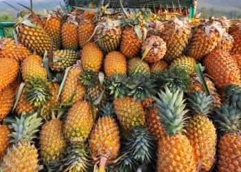 Unlocking the Economic Potential of Pineapple Farming In Umuapu Ohaji Egbema, Imo State