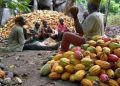 Day 3: The 30% Value-Addition Policy – Nigeria’s Great Economic Weapon