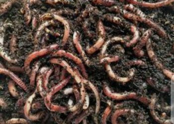 The Role of Vermicomposting in Agriculture Sustainability