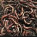The Role of Vermicomposting in Agriculture Sustainability