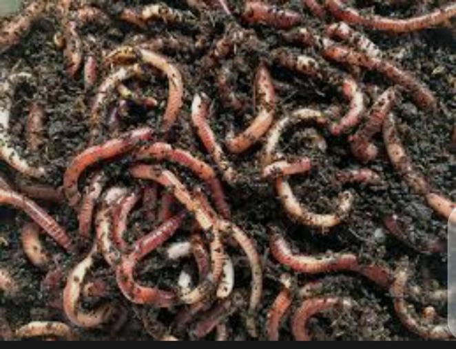 The Role of Vermicomposting in Agriculture Sustainability
