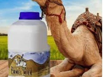 Camel Milk: Nigeria’s Untapped Export Powerhouse for High-Value Wellness Products