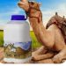 Camel Milk: Nigeria’s Untapped Export Powerhouse for High-Value Wellness Products