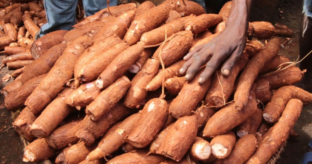 Kogi State: Rising as Nigeria’s Cassava Industrial Powerhouse