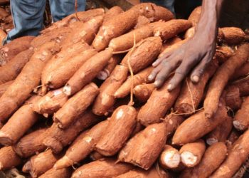 Kogi State: Rising as Nigeria’s Cassava Industrial Powerhouse