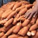 Kogi State: Rising as Nigeria’s Cassava Industrial Powerhouse