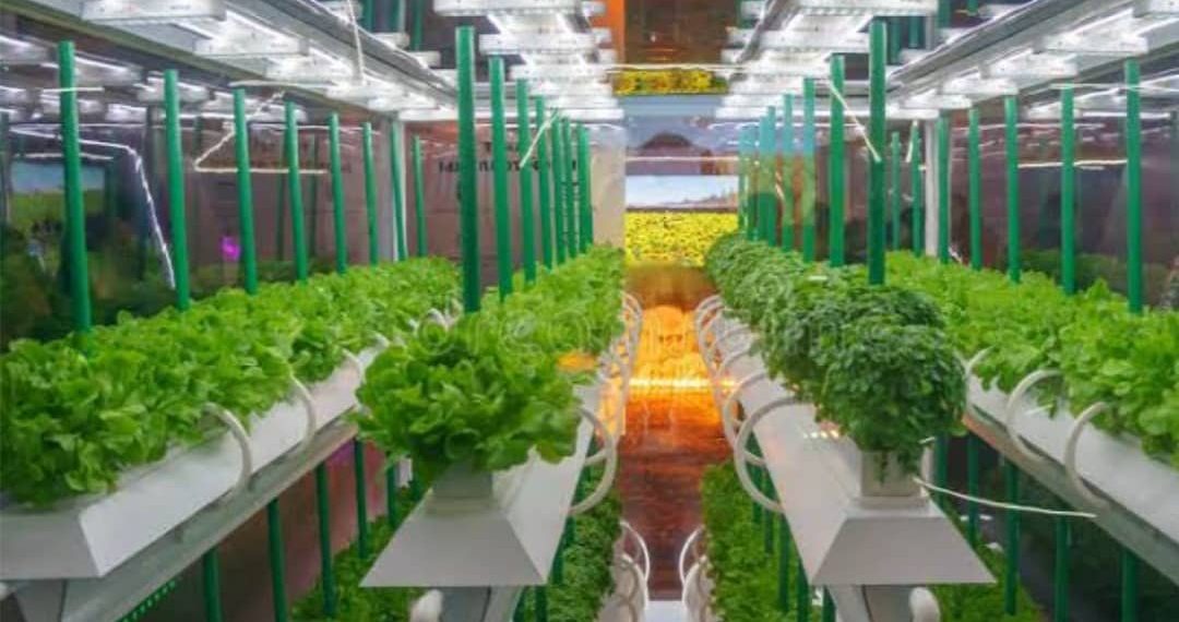 Growing Without Soil, Thriving with Purpose: The Sustainable Promise of Soilless Agriculture