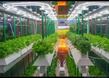 Growing Without Soil, Thriving with Purpose: The Sustainable Promise of Soilless Agriculture