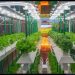 Growing Without Soil, Thriving with Purpose: The Sustainable Promise of Soilless Agriculture