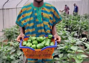 Soilless Agriculture Gains Ground as Sustainable Solution to Food Insecurity